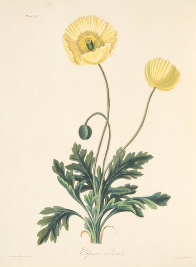 Stängelloser Mohn, aus Floral Illustrations of the Seasons, veröffentlicht 1829 von Margaret Roscoe